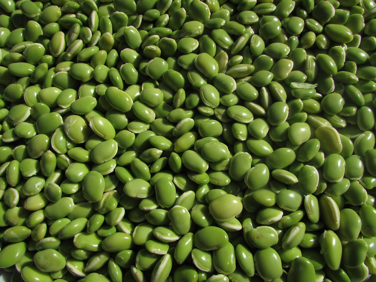 découvrez tout sur les protéines végétales : bienfaits nutritionnels, sources principales, conseils pour intégrer les protéines issues des plantes dans votre alimentation et alternatives aux protéines animales.
