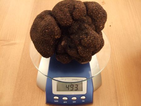 Les truffes - la truffe noire du Périgord et les autres