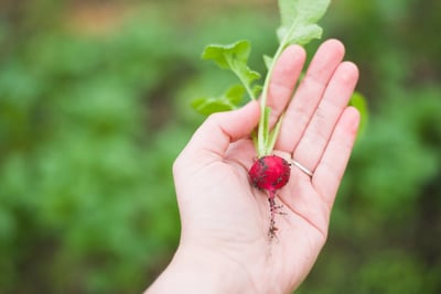 Quels légumes cuisiner au printemps pour plus de saveurs ?